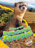 Black-footed Ferrets, ed. , v. 