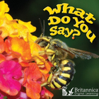 What Do You Say?, ed. , v. 