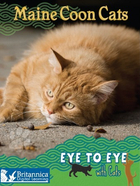 Maine Coon Cats, ed. , v. 