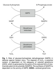glutathione supplement g6pd deficiency Glucose-6-Phosphate Dehydrogenase Deficiency Activates Endothelial Cell and  Leukocyte Adhesion Mediated via the TGFβ/NADPH Oxidases/ROS Signaling  Pathway main image 0
