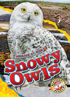 Snowy Owls, ed. , v. 