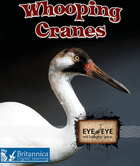 Whooping Cranes, ed. , v. 