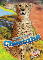 Cheetahs, ed. , v. 