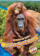 Orangutans, ed. , v. 
