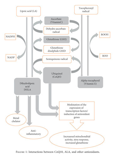 ala vs glutathione Therapeutic Effects of the Combination of Alpha-Lipoic Acid (ALA) and  Coenzyme Q10 (CoQ10) on Cisplatin-Induced Nephrotoxicity. - Document